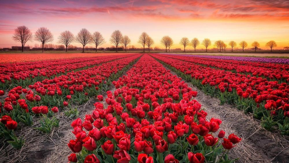 Tulip farm in Noordoostpolder wallpaper