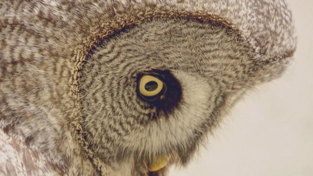 Owl eye wallpaper