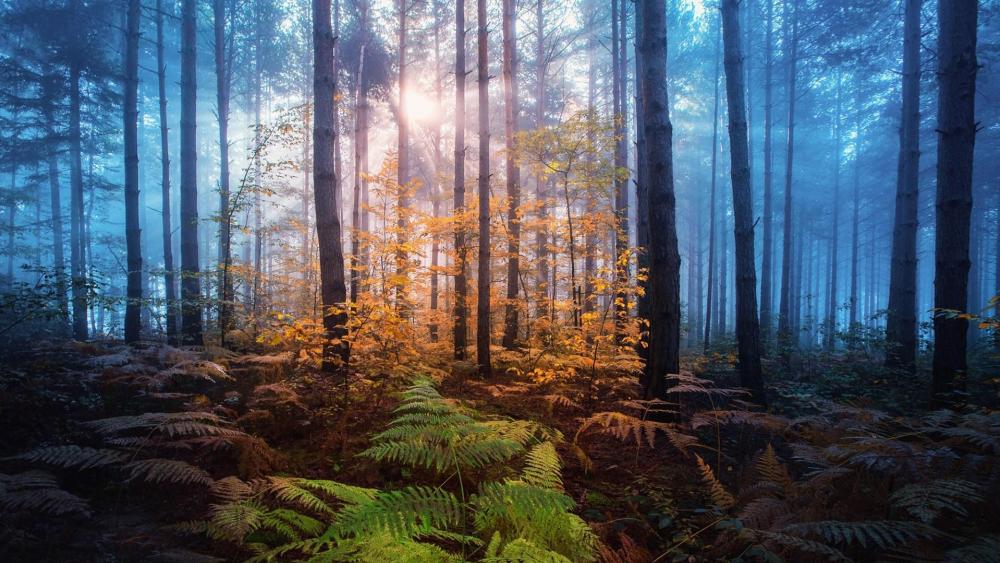 Sun rays in the dark forest wallpaper