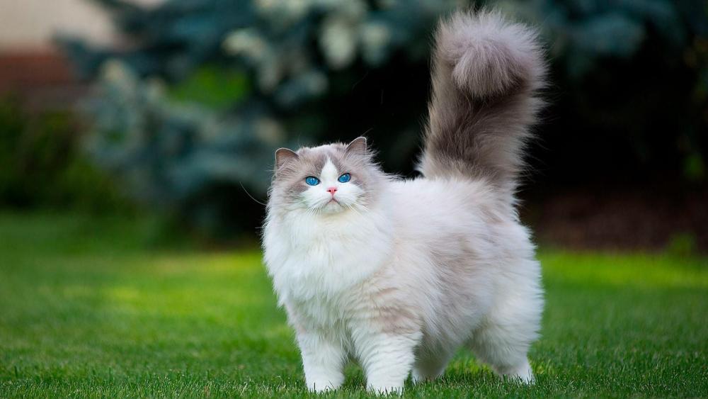 Extremly fluffy cat with blue eyes wallpaper