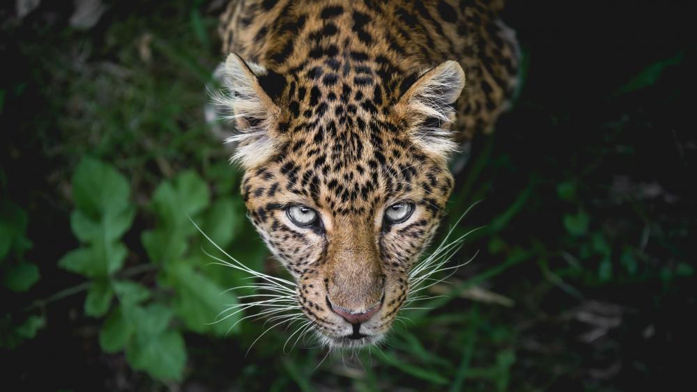 Leopard wallpaper