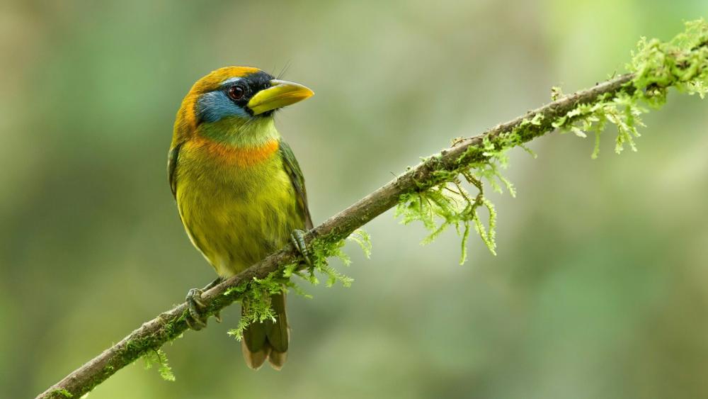 Red-headed barbet bird on a mossy twig wallpaper