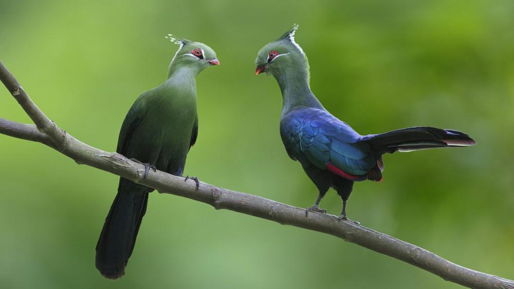 Turaco couple on a twig wallpaper