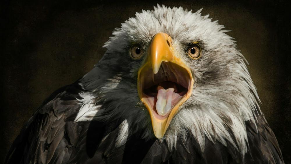 Bald Eagle opened beak wallpaper