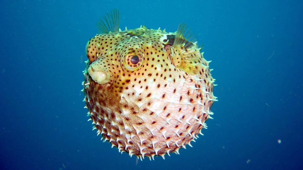 Pufferfish - Underwater Photography wallpaper