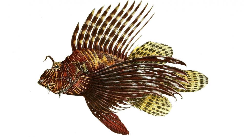 Red lionfish illustration wallpaper