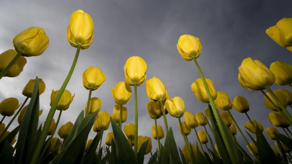 Yellow tulips wallpaper