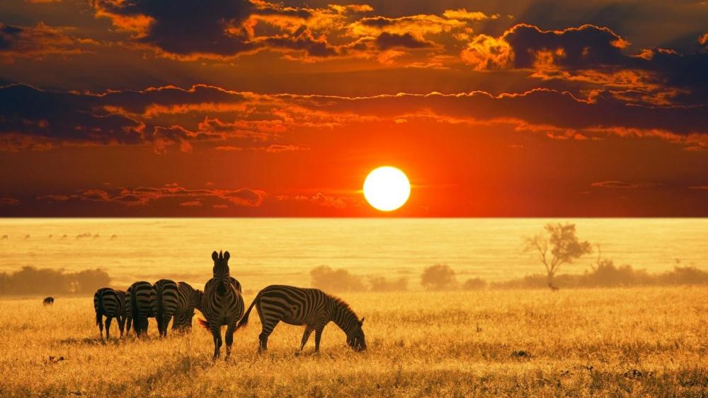 Arusha Safari at sunrise wallpaper