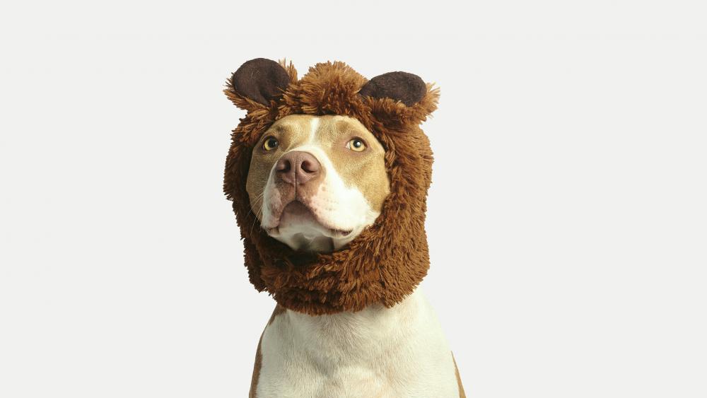 Pit Bull Terrier in a bear cap wallpaper