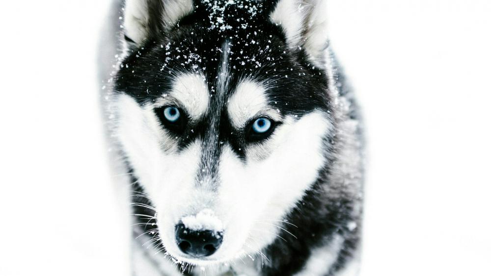 Husky with blue eyes in the snowfall wallpaper
