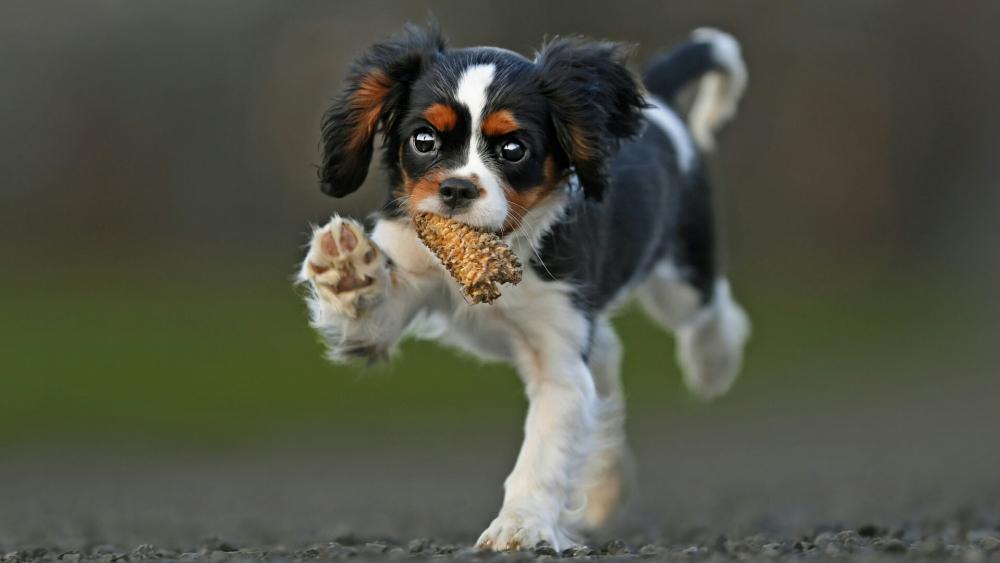 Cavalier King Charles Spaniel in Action wallpaper