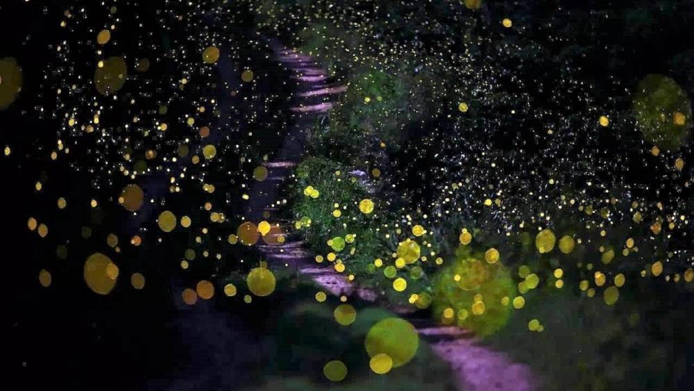 Fireflies on the mountain path wallpaper