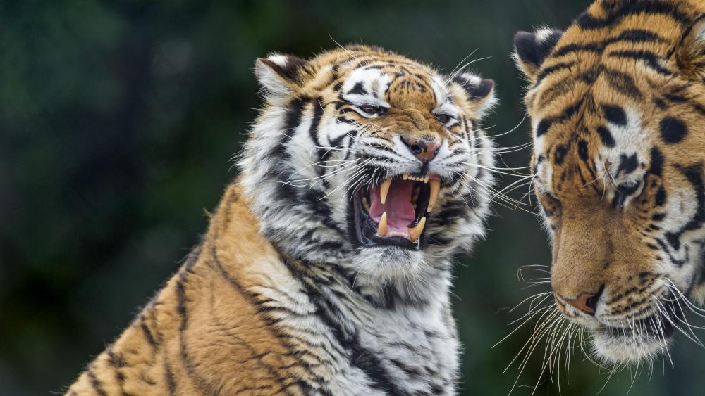 Tiger roar wallpaper