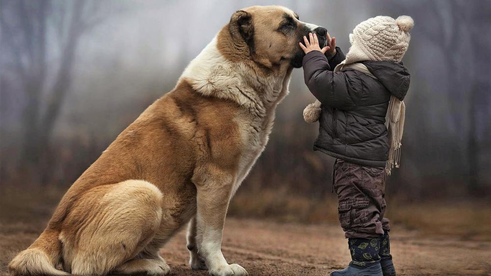 Child and big dog wallpaper