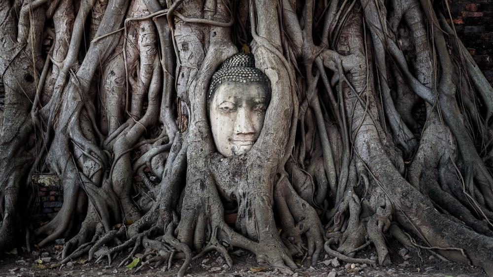 The famous Buddha tree (Ayutthaya Historical Park, Thailand) wallpaper