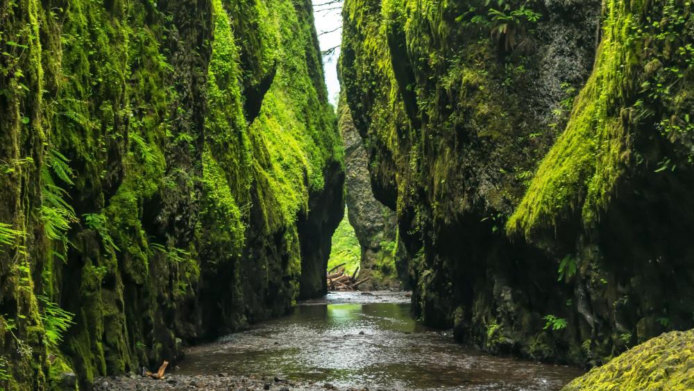 Mossy gorge wallpaper