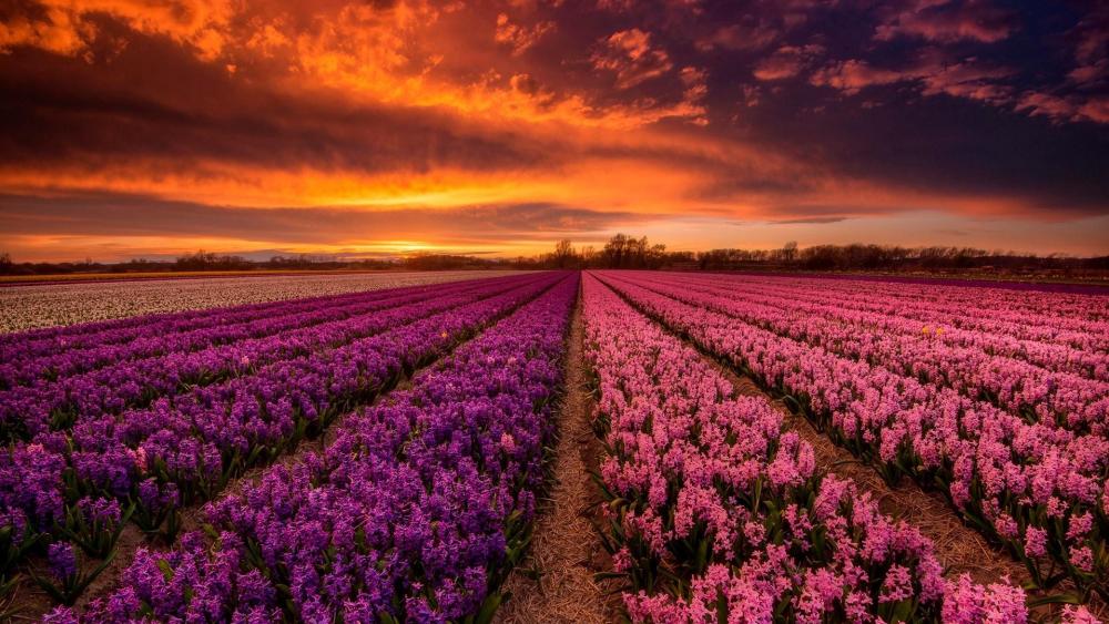 Hyacinth field (Netherlands) wallpaper