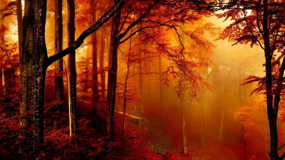 Enchanted autumn forest wallpaper