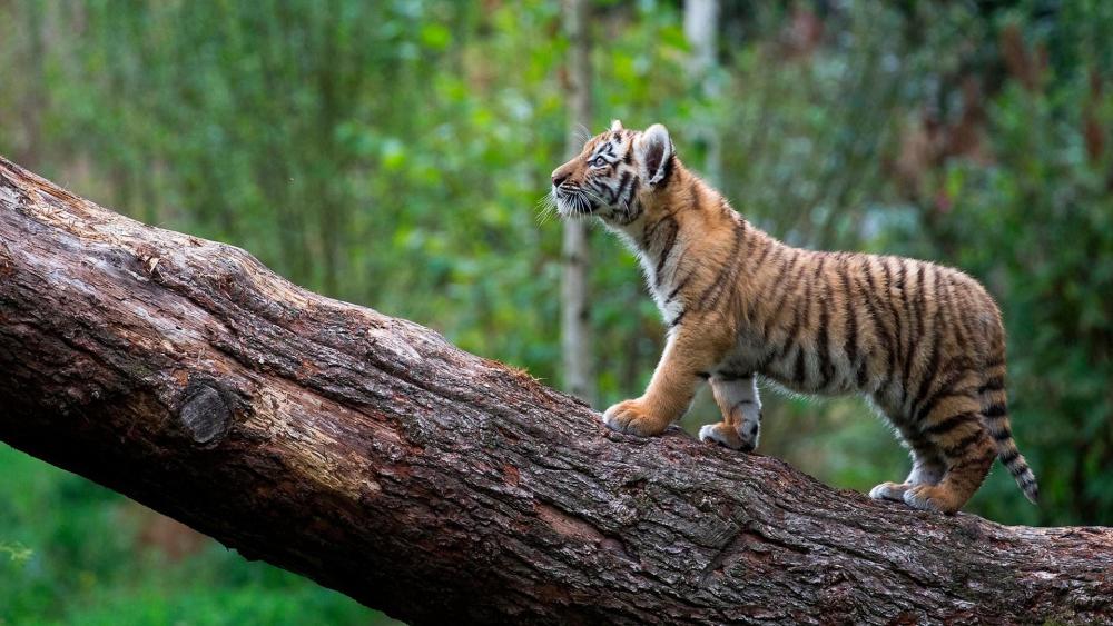Tiger cub wallpaper