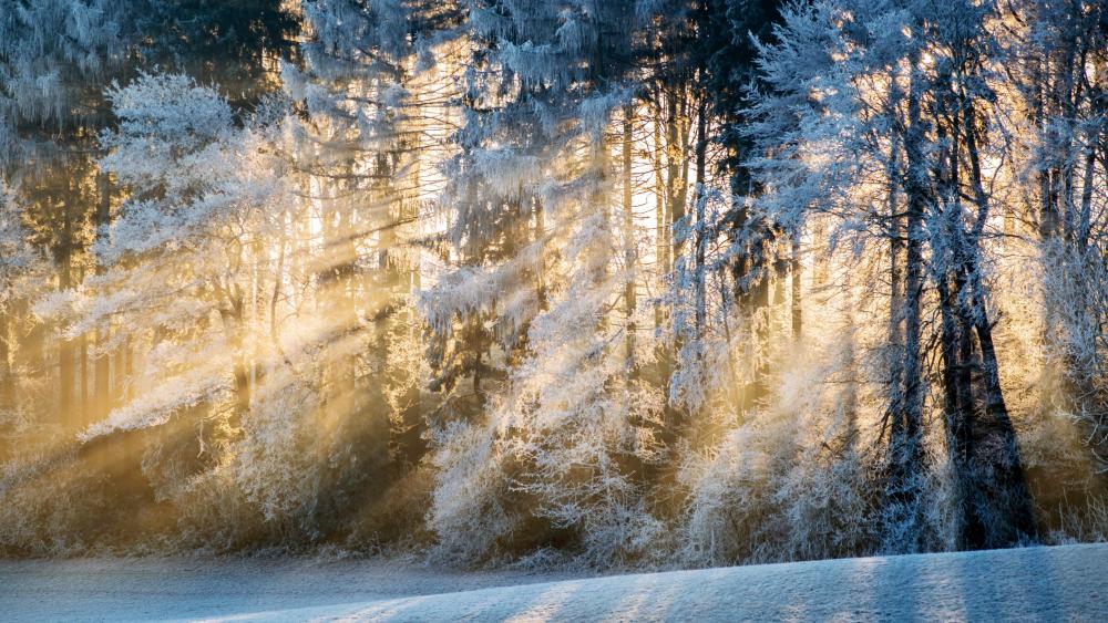 Sunshine through the frozen trees wallpaper