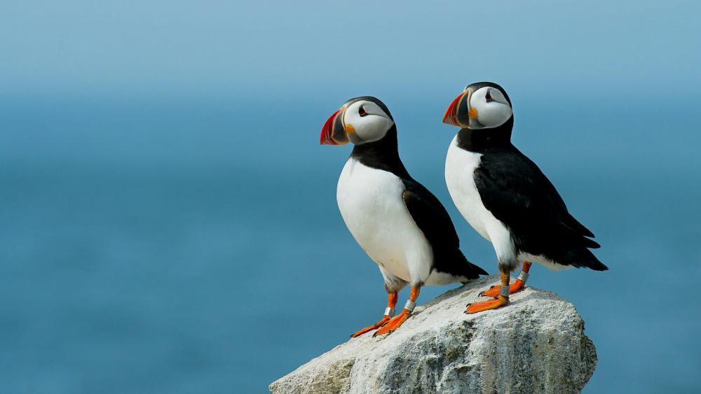 Atlantic Puffin birds wallpaper