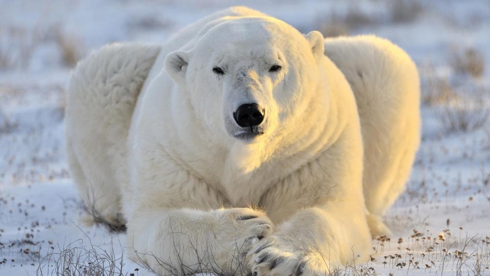 Polar bear wallpaper