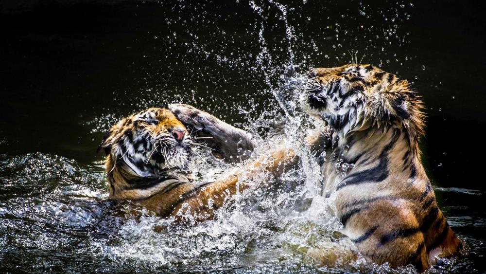 Tiger fight wallpaper