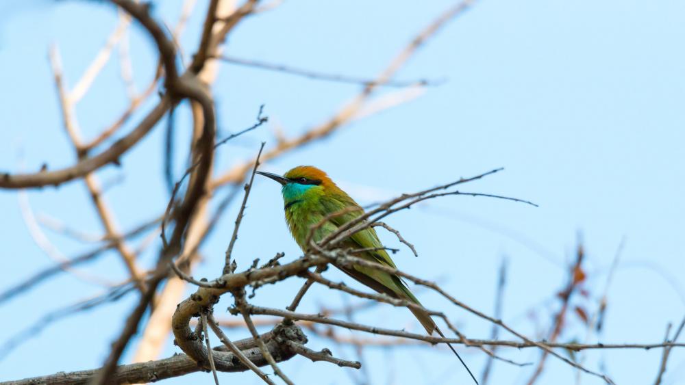 Green Bee Eater wallpaper