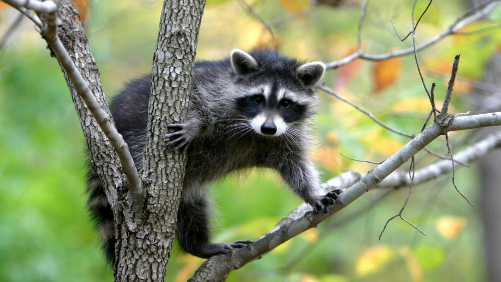 Tree climbing raccoon wallpaper