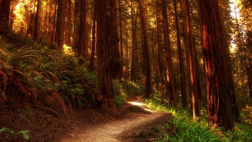 Redwood forest path wallpaper