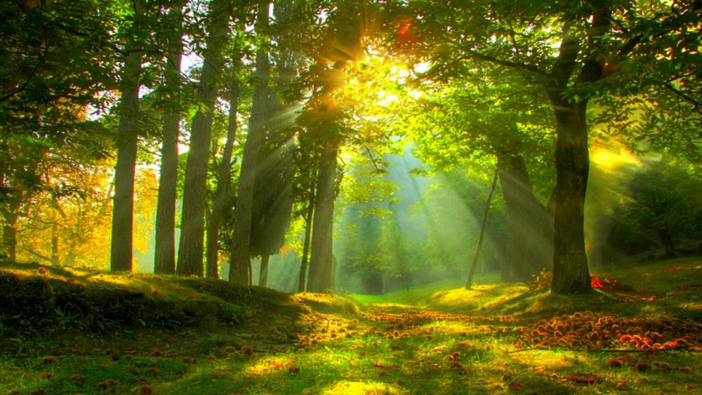 Sun rays in forest wallpaper