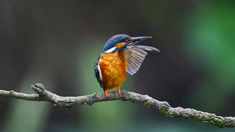 Kingfisher on a twig wallpaper