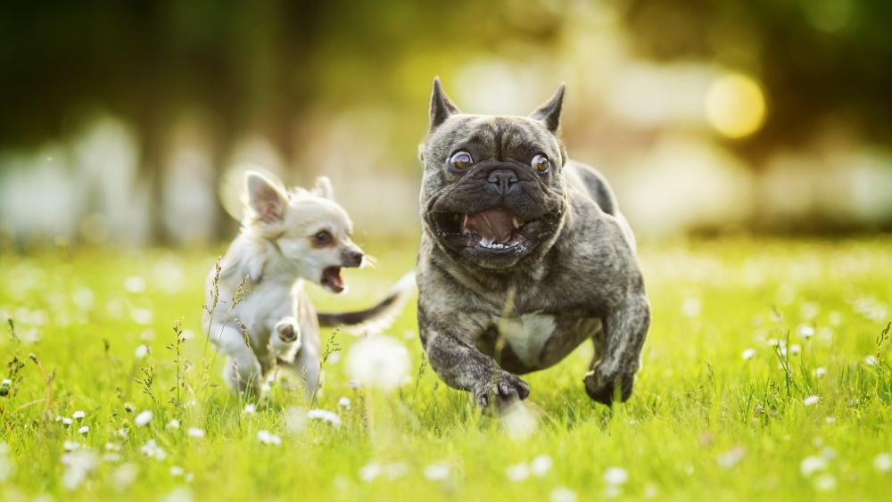 Chihuahua chasing French bulldog wallpaper