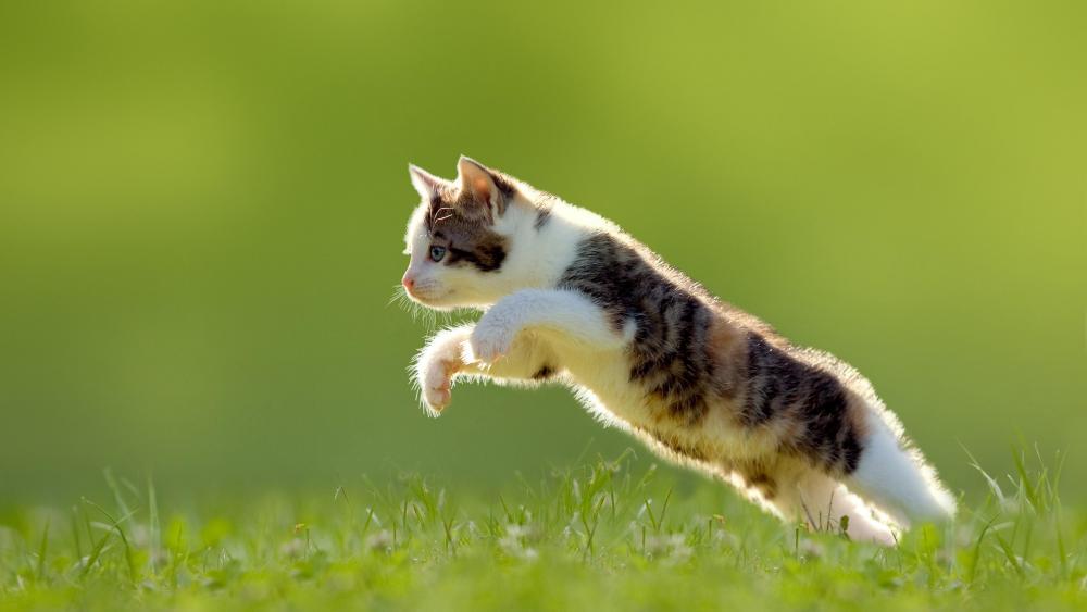 Kitten jumps over a meadow wallpaper