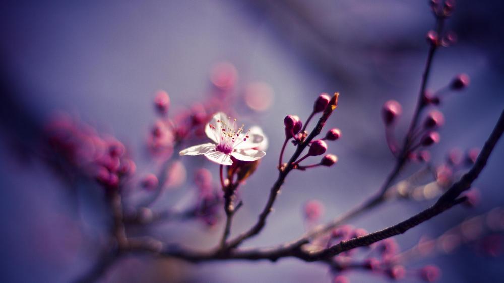 Cherry blossom - Macro photography wallpaper