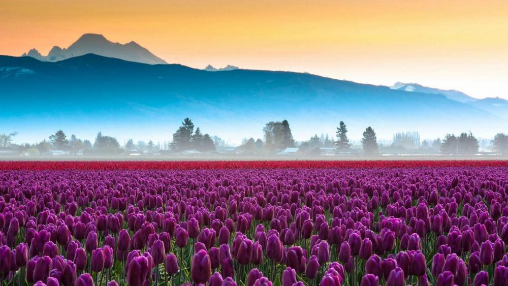 Skagit Valley tulip fields and Mount Baker wallpaper