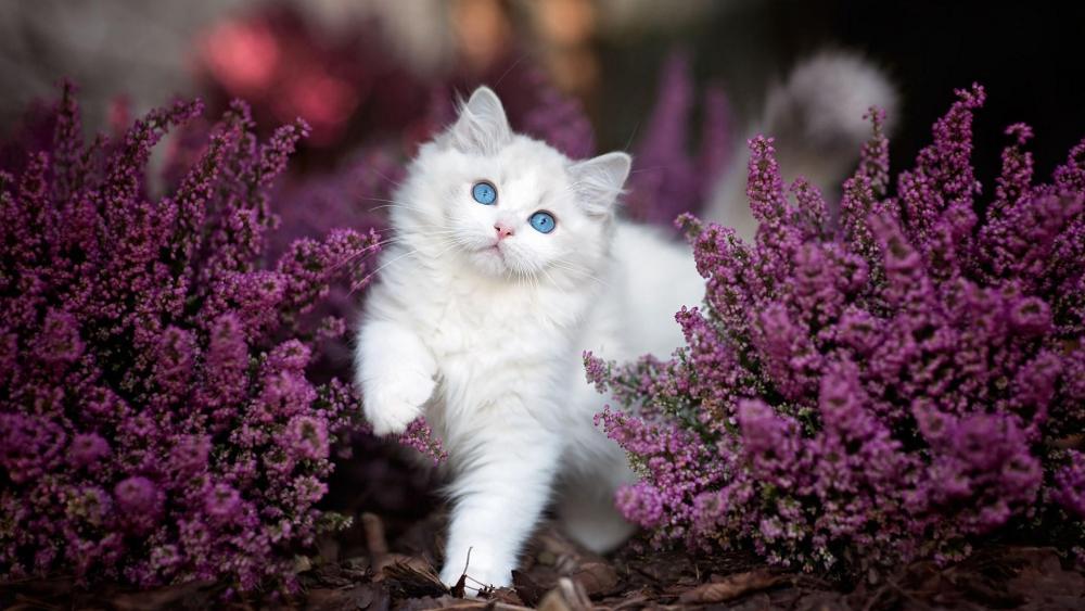 Majestic White Cat Amongst Purple Blooms wallpaper