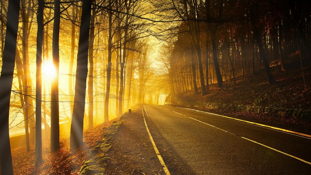 Forest road in the autumn sunlight wallpaper