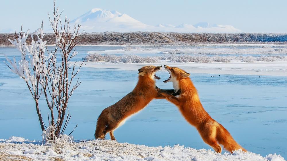 Fox fight wallpaper