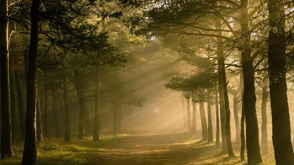Forest path in the sunlight wallpaper