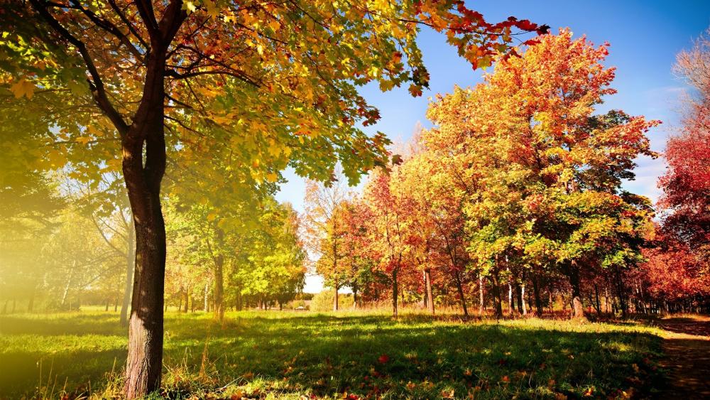 Sunny autumn day wallpaper