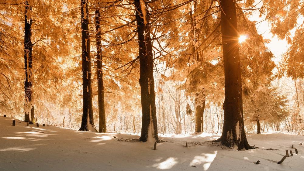 Snowy forest in the yellow sunlight wallpaper