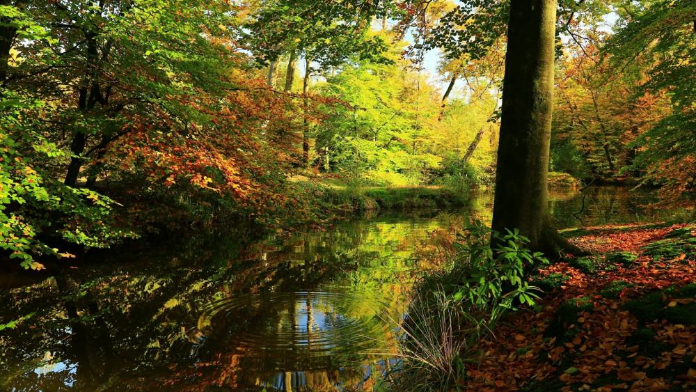 Autumn Reflections on a Tranquil River wallpaper