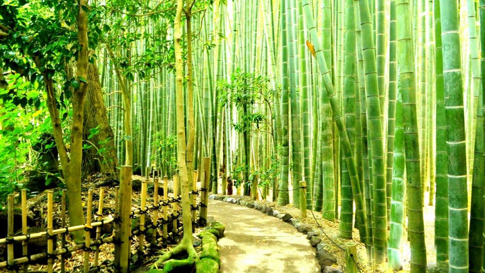 Bamboo Forest in Kamakura, Japan wallpaper