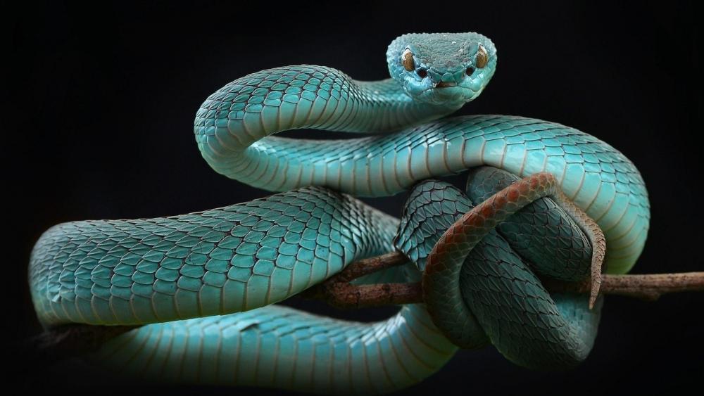 White Lipped Tree Viper (Trimeresurus albolabris insularis) wallpaper