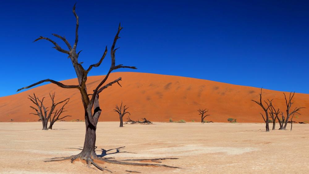 Dead Desert Trees at Dead Vlei (Dead Valley, Namibia) wallpaper