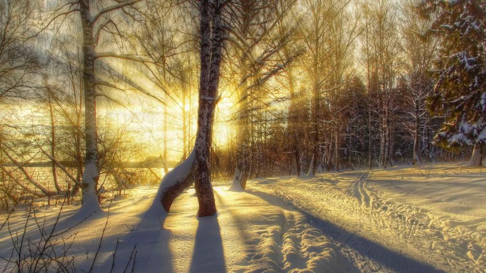 Winter sunrise in the snowy forest wallpaper