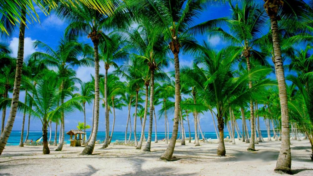 Beach palms (Punta Cana, Dominican Republic) wallpaper