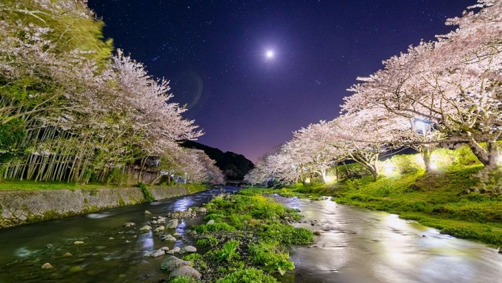 Japan cherry blossom over Nakagawa River at night wallpaper