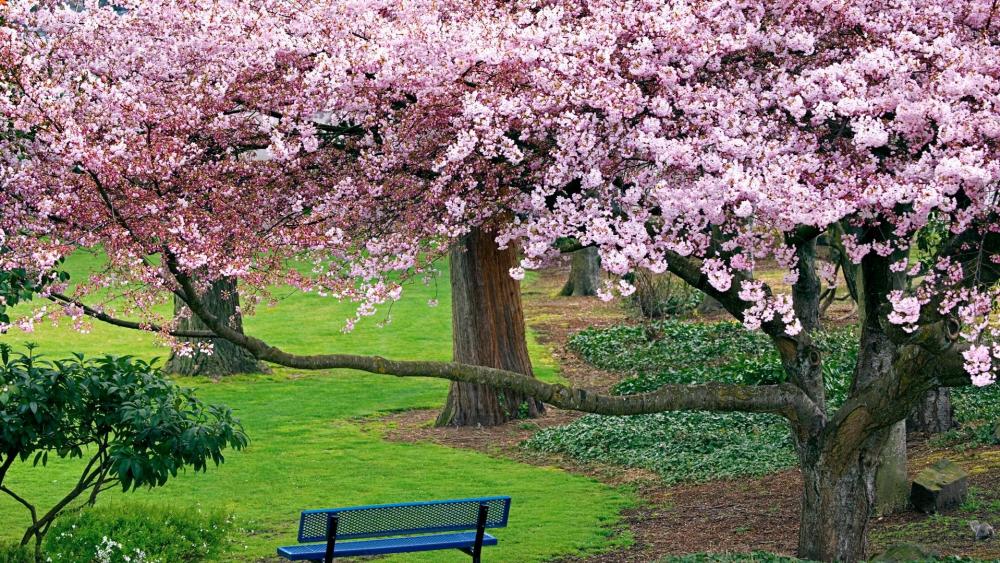 Cherry Blossoms wallpaper